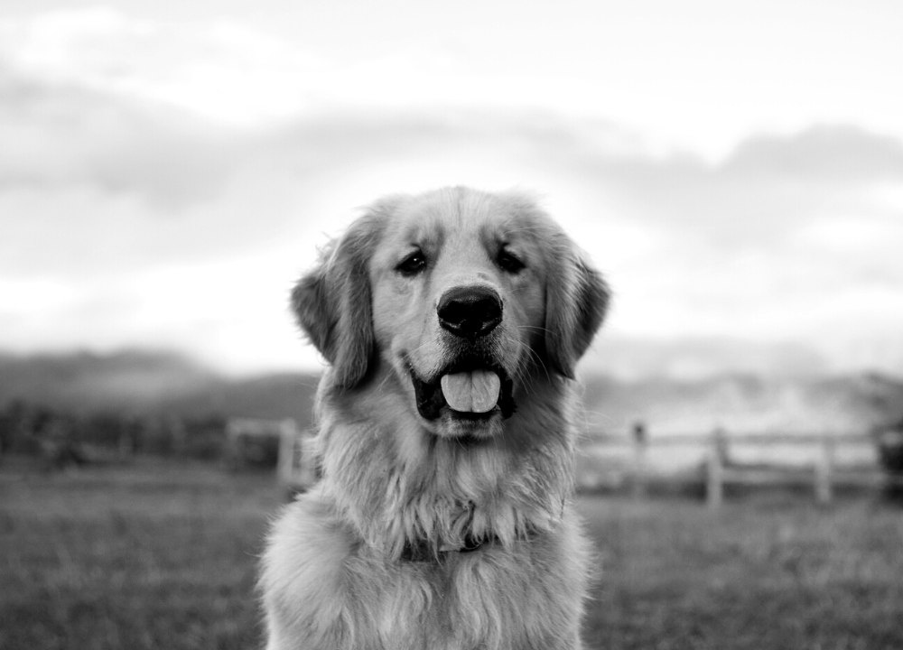 Dog Charm Collection | The Golden Retriever, Scarlett Jewellery