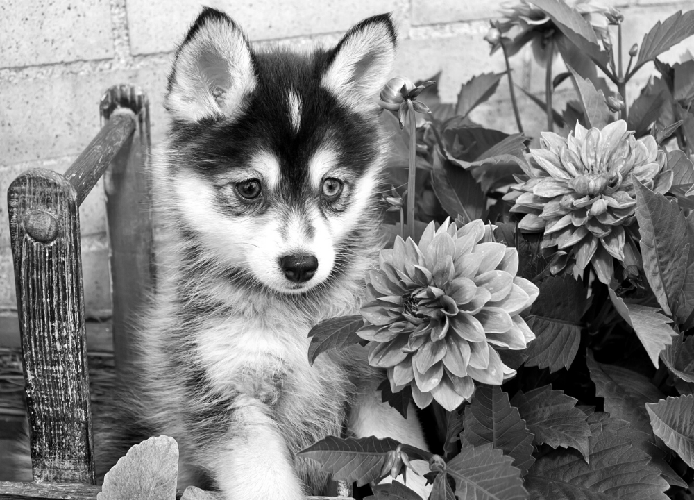Dog Charm Collection | The Pomsky