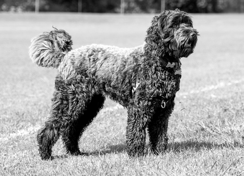 Dog Charm Collection | The Labradoodle, Scarlett Jewellery
