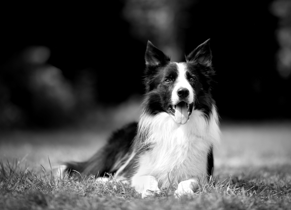 Dog Charm Collection | The Border Collie, Scarlett Jewellery