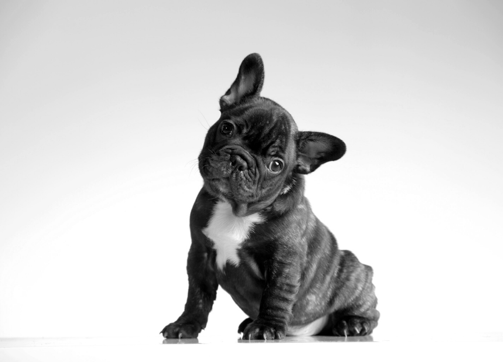 Dog Charm Collection | The French Bulldog, Scarlett Jewellery