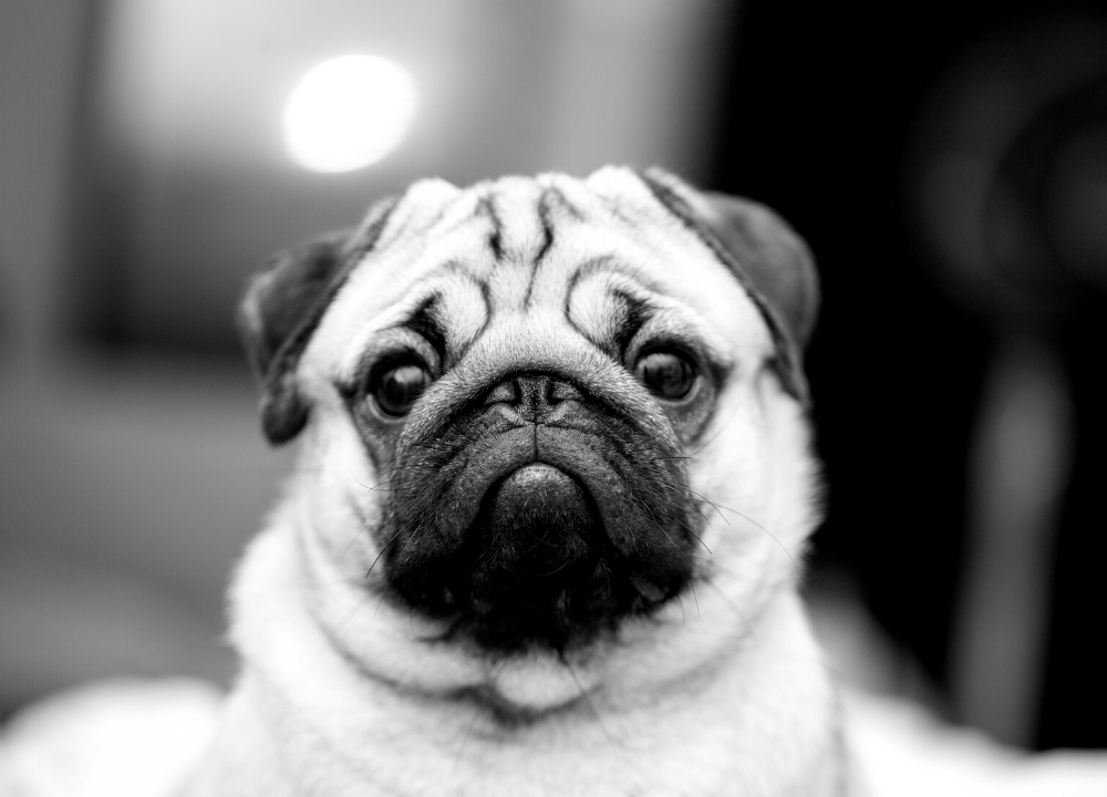 Dog Charm Collection | The Pug, Scarlett Jewellery