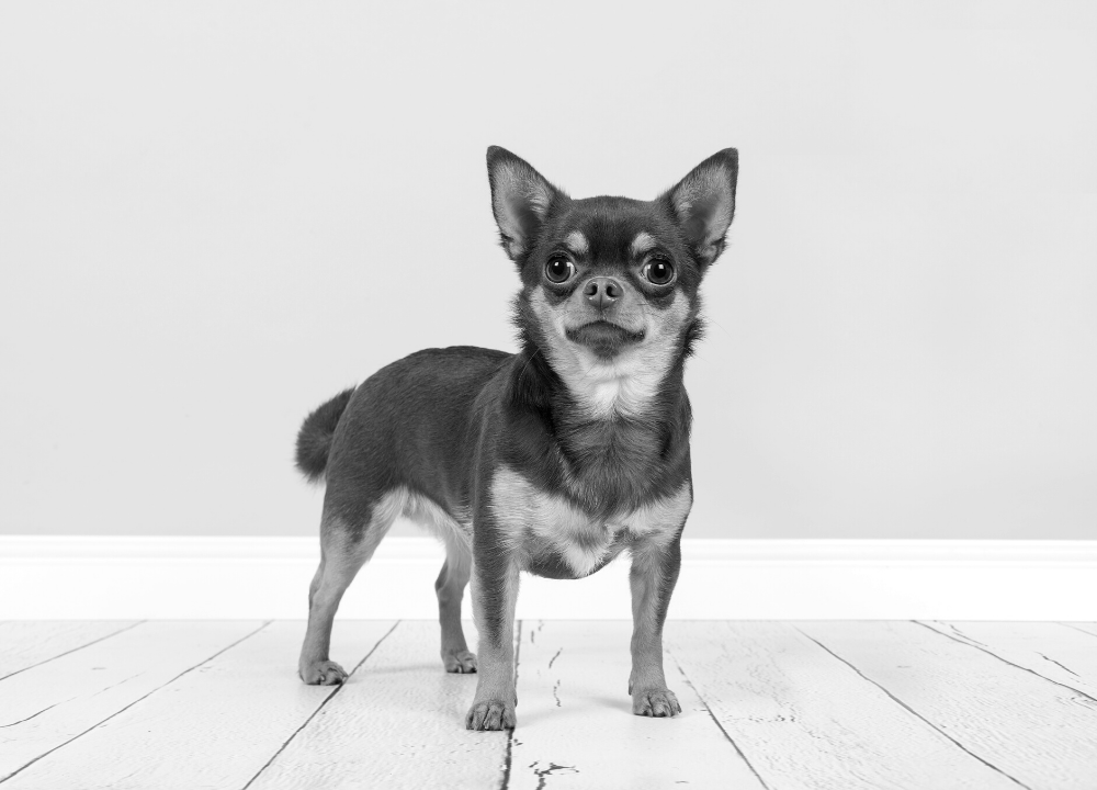 Dog Charm Collection | The Chihuahua, Scarlett Jewellery 