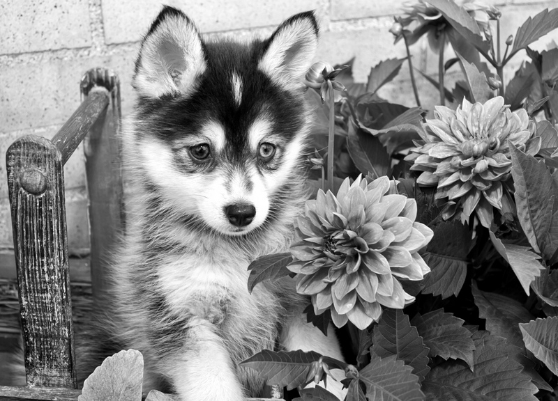 Dog Charm Collection The Pomsky Scarlett Jewellery