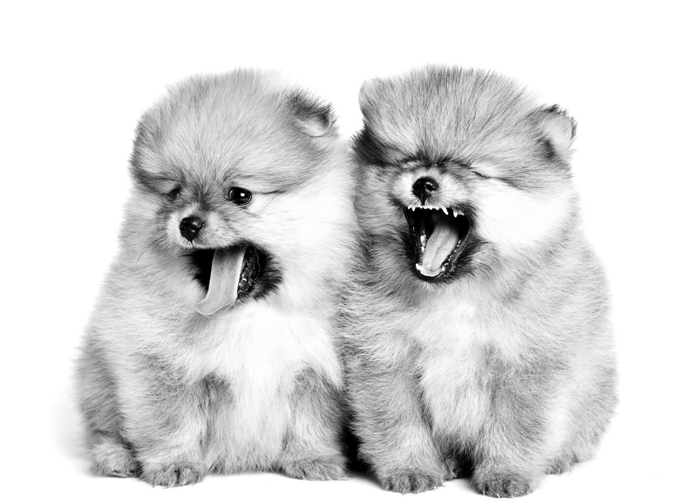 Dog Charm Collection | Whippet, Pomeranian & German Shepard - New breeds!