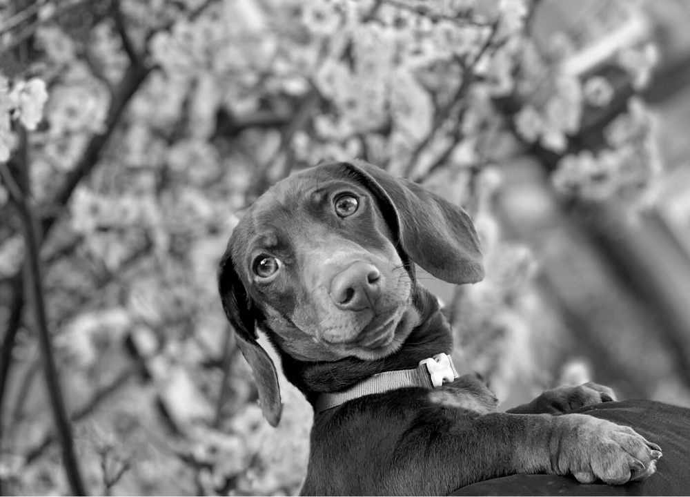 Dog Charm Collection | The Dachshund, Scarlett Jewellery - copy