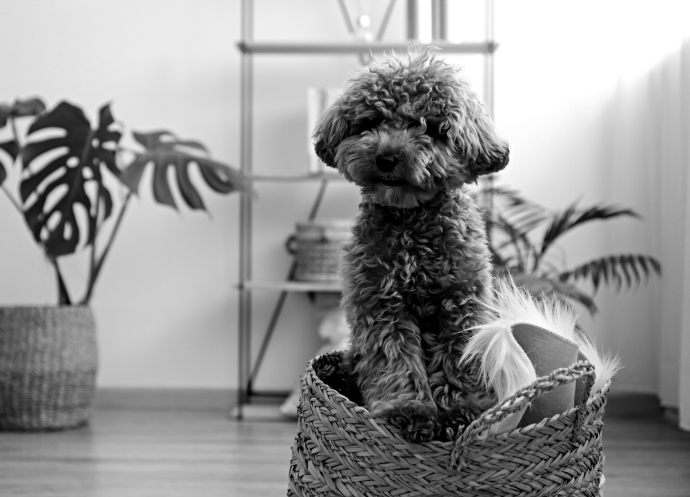 Dog Charm Collection | The Maltipoo, Scarlett Jewellery
