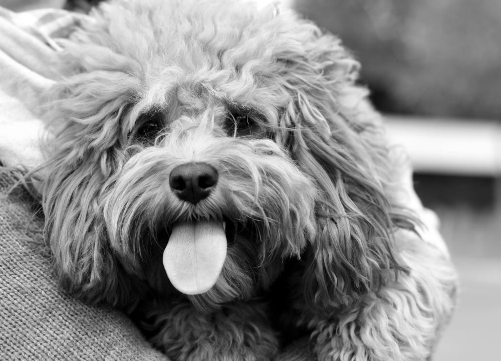 Dog Charm Collection | The Cavapoo, Scarlett Jewellery