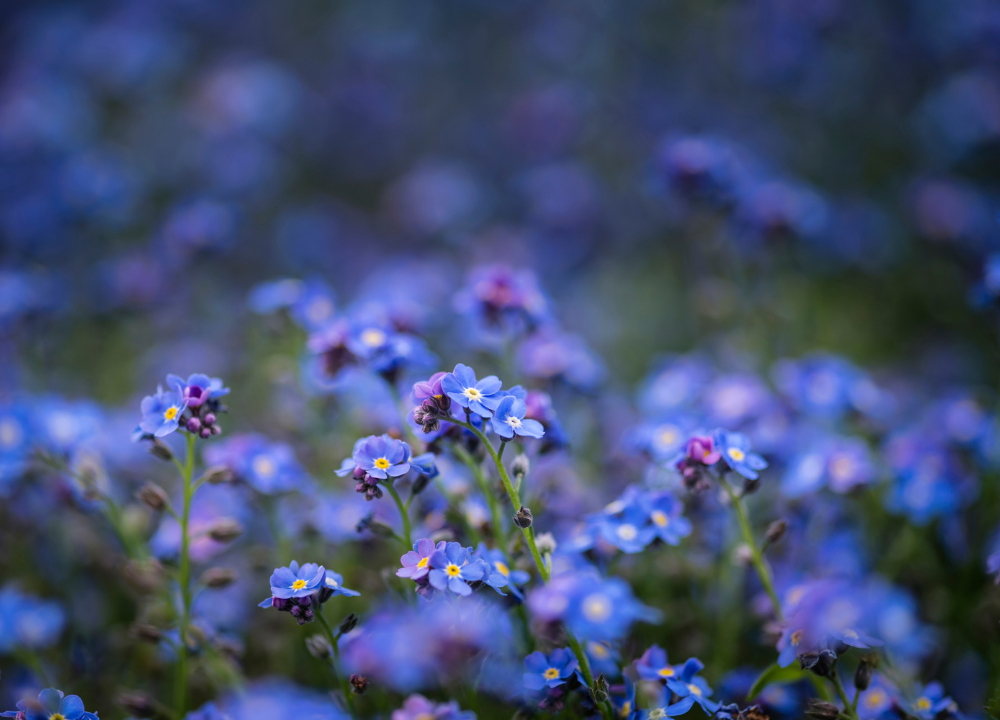 Forget-Me-Nots: The meaning & symbolism
