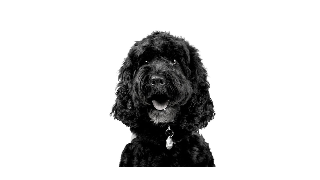 Dog Charm Collection | The Cockapoo, Scarlett Jewellery