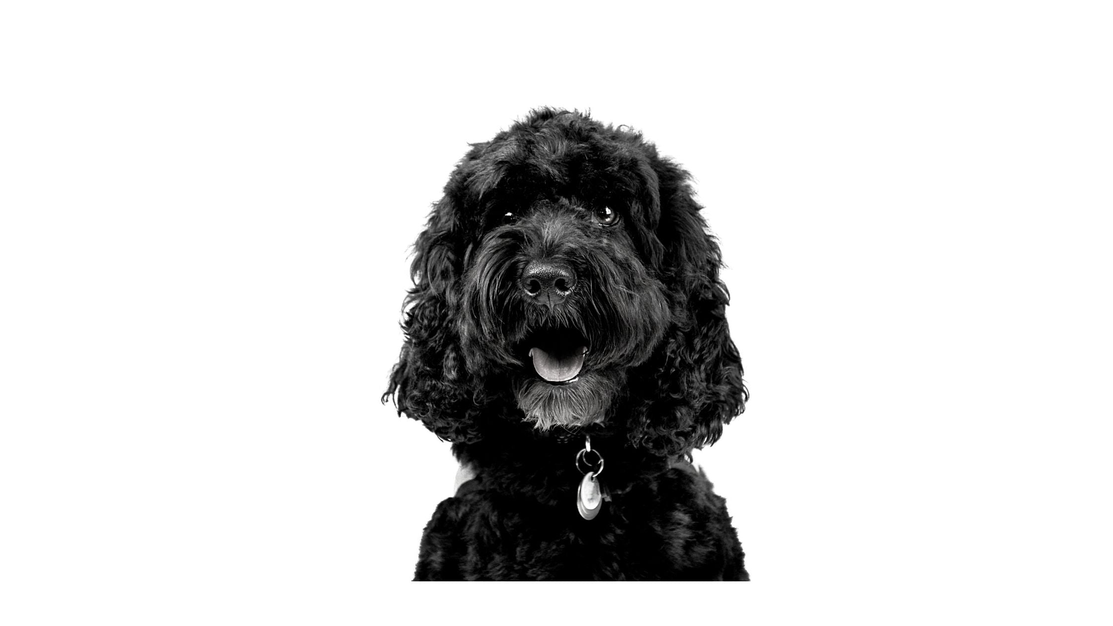 Dog Charm Collection | The Cockapoo, Scarlett Jewellery