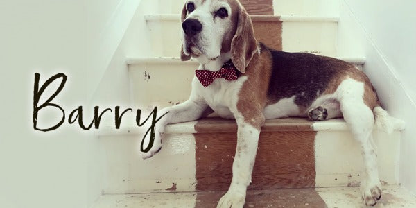 Custom Memorial Jewellery To Remember Barry The Beagle